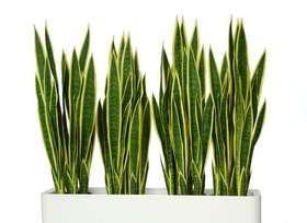 Sanseveria trifasciata fence 90 cm green yellow